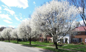 springfield cleaning service